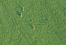 Rehe auf der Flucht Rehe auf der Flucht